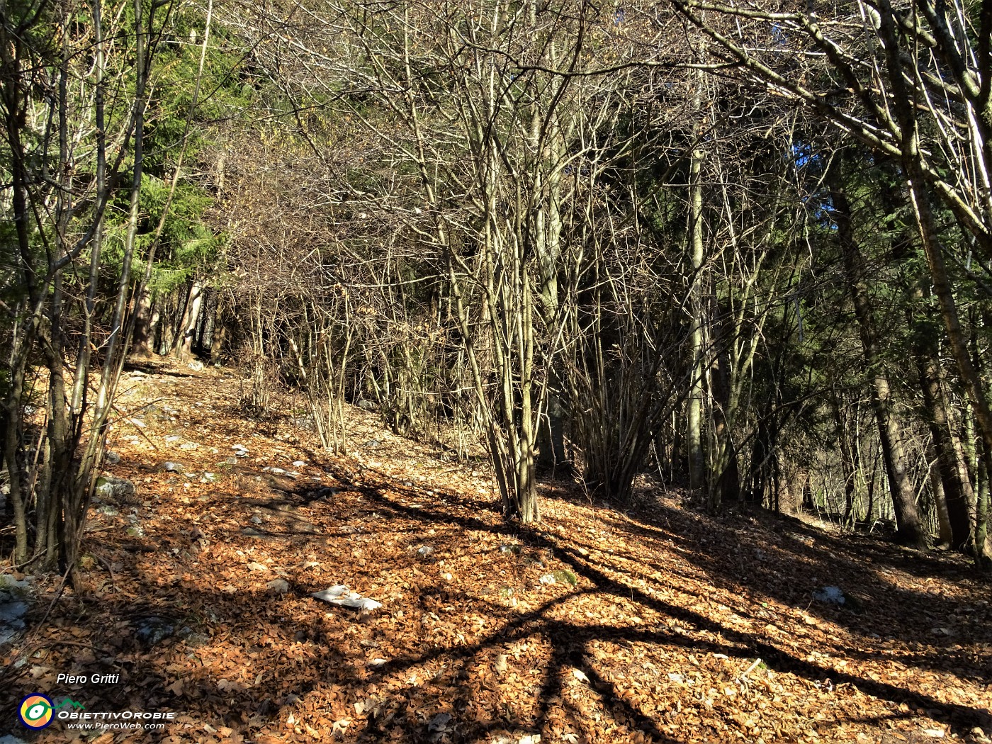 21 Al pirmo bivio prendo a sx il sentiero in decisa salita nel bosco.JPG